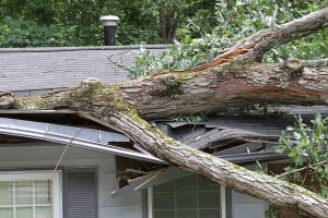 Roof Damaged by fallen tree Emergency Roof Repair Needed